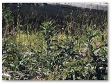 IMG_1909